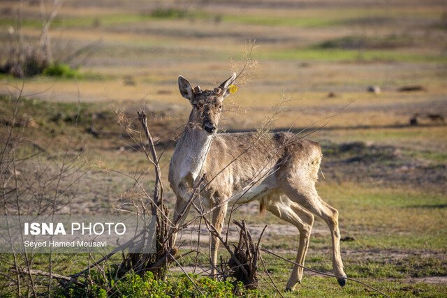 تولد اولین گوساله‌ گوزن زرد ایرانی پارک ملی «کرخه» در سال جاری