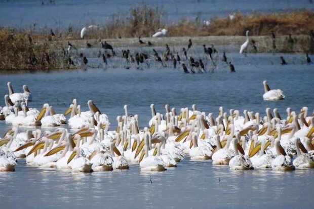 آخرین وضعیت تالاب‌های خوزستان برای پذیرایی از پرندگان مهاجر