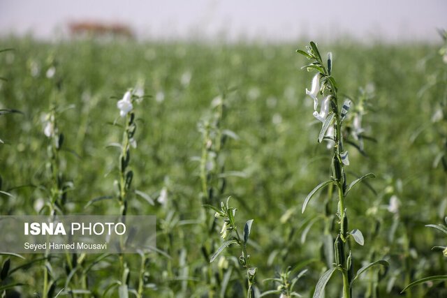 گیاهان کم آب‌بر جایگزین برنج در حوضه‌های آبریز خوزستان می‌شود