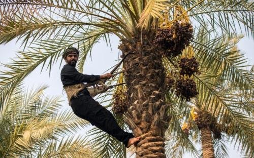 راهی به زیبایی‌ها: مگطوع و شکرانه خرما